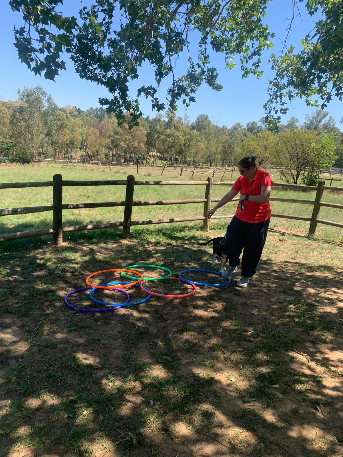 The Thinking Canine - Adult Dog & Puppy Training School | Classes in Johannesburg