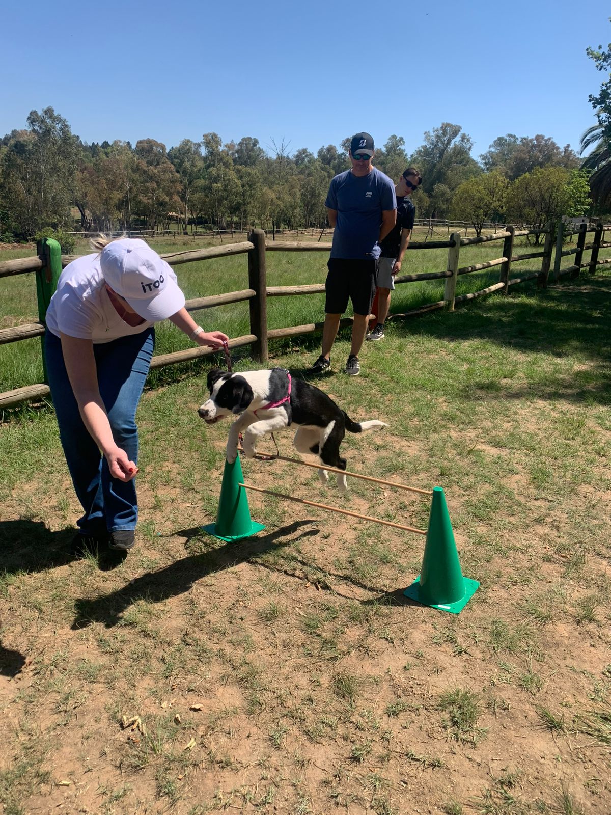 The Thinking Canine - Adult Dog & Puppy Training School | Classes in Johannesburg