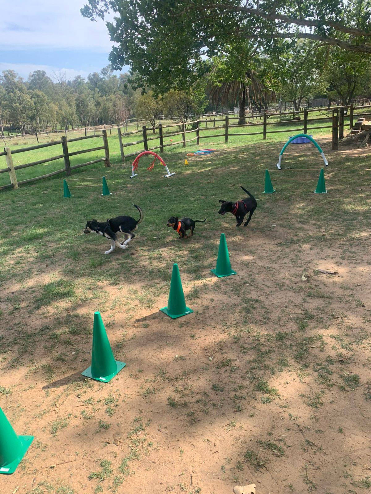 The Thinking Canine - Adult Dog & Puppy Training School | Classes in Johannesburg