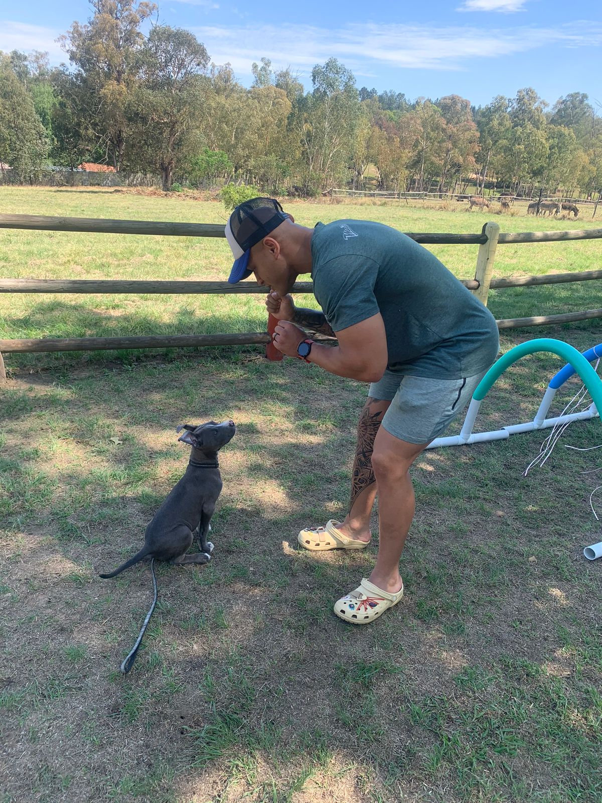 The Thinking Canine - Adult Dog & Puppy Training School | Classes in Johannesburg