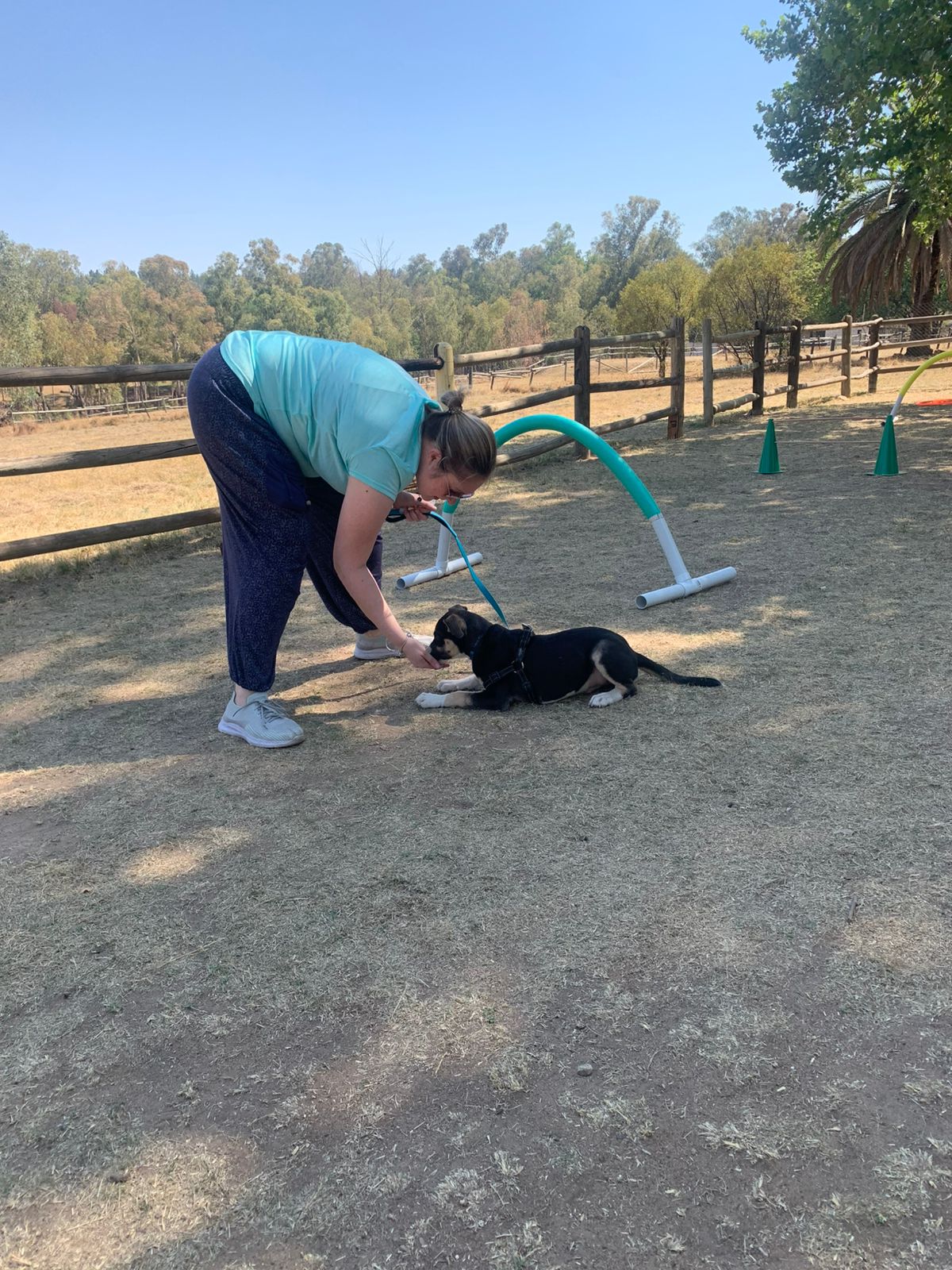 The Thinking Canine - Adult Dog & Puppy Training School | Classes in Johannesburg