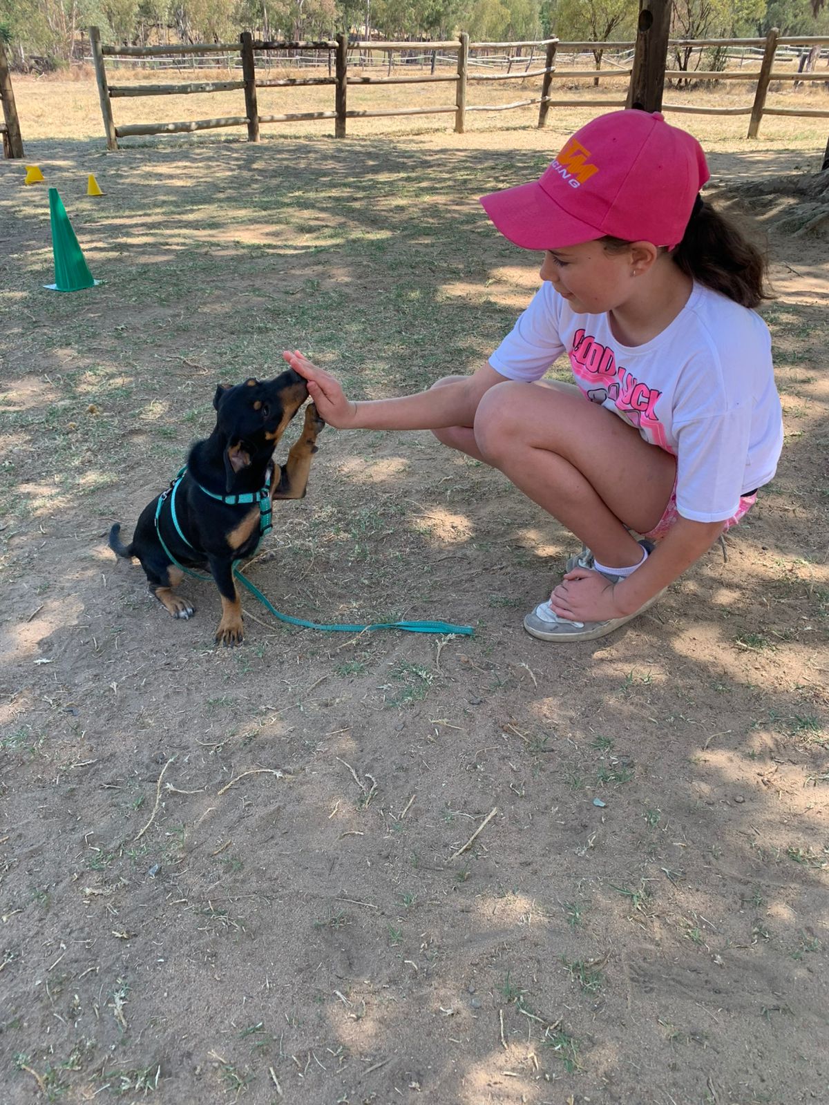 The Thinking Canine - Adult Dog & Puppy Training School | Classes in Johannesburg