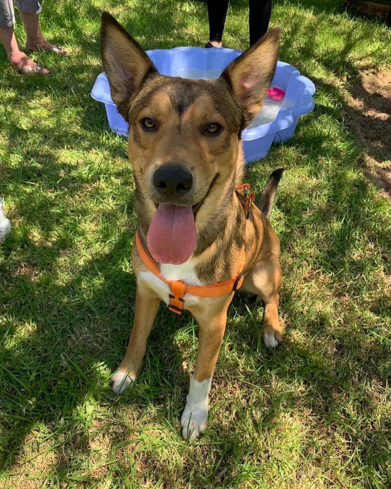 The Thinking Canine - Adult Dog & Puppy Training School | Classes in Johannesburg