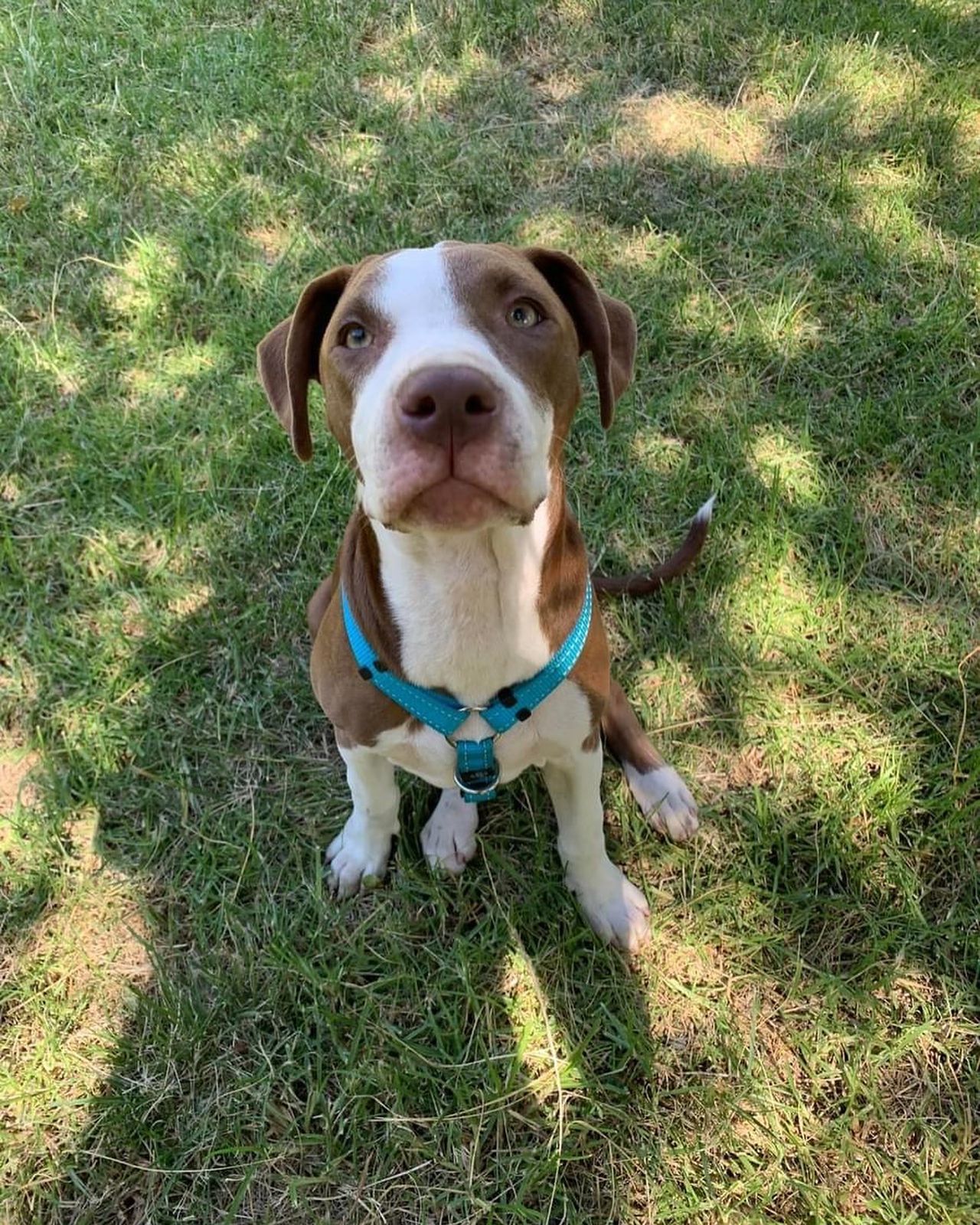 The Thinking Canine - Adult Dog & Puppy Training School | Classes in Johannesburg