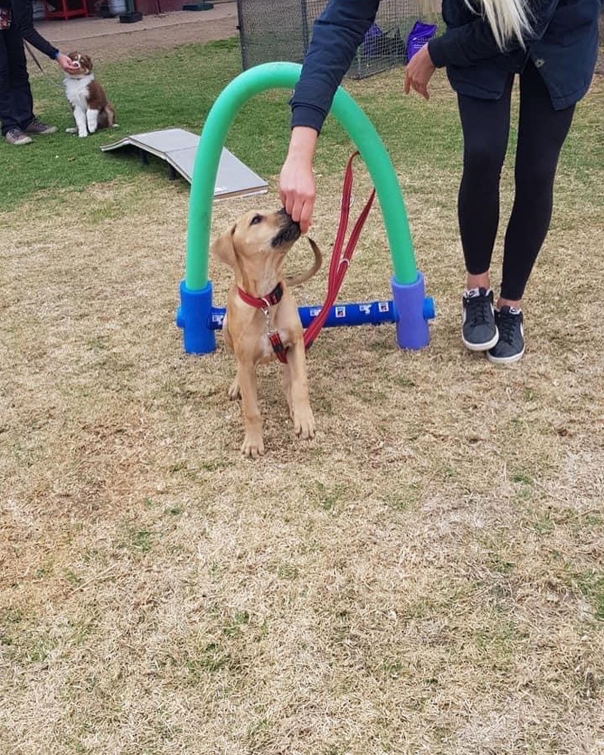 The Thinking Canine - Adult Dog & Puppy Training School | Classes in Johannesburg