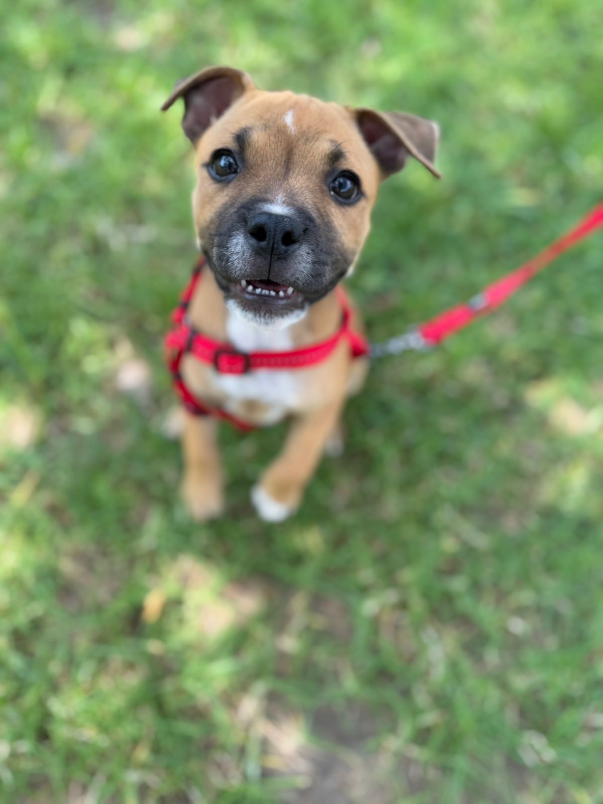 The Thinking Canine - Adult Dog & Puppy Training School | Classes in Johannesburg