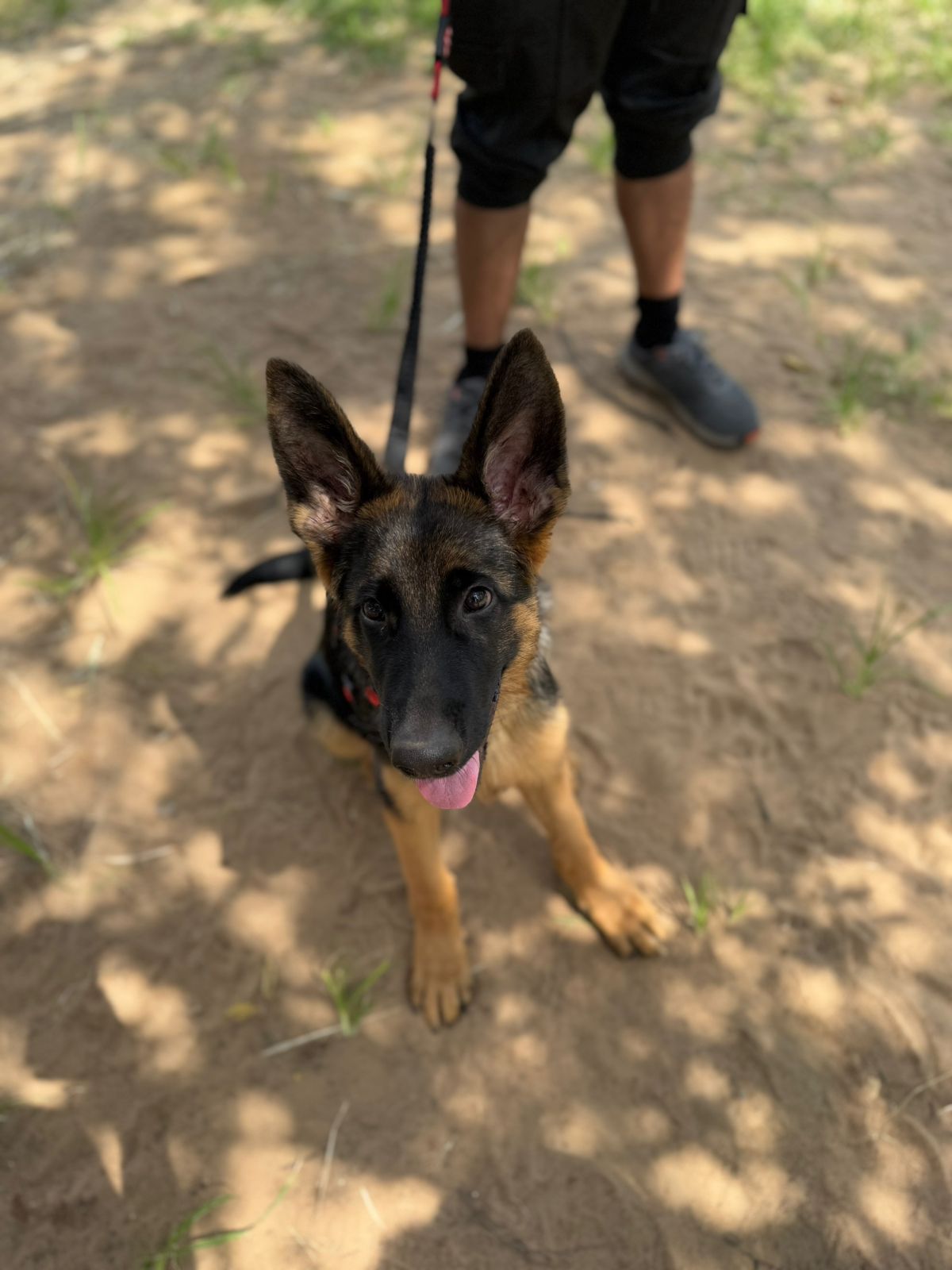 The Thinking Canine - Adult Dog & Puppy Training School | Classes in Johannesburg