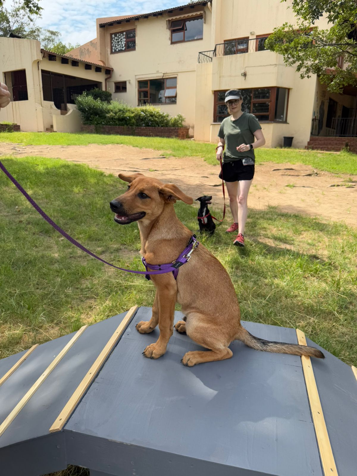 The Thinking Canine - Adult Dog & Puppy Training School | Classes in Johannesburg