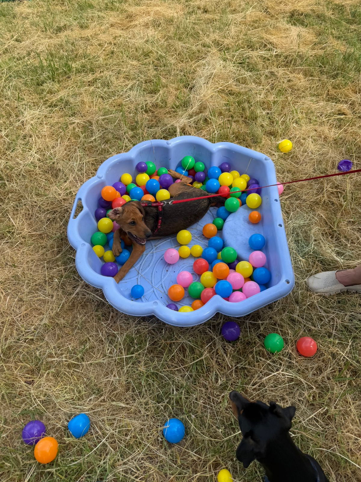 The Thinking Canine - Adult Dog & Puppy Training School | Classes in Johannesburg