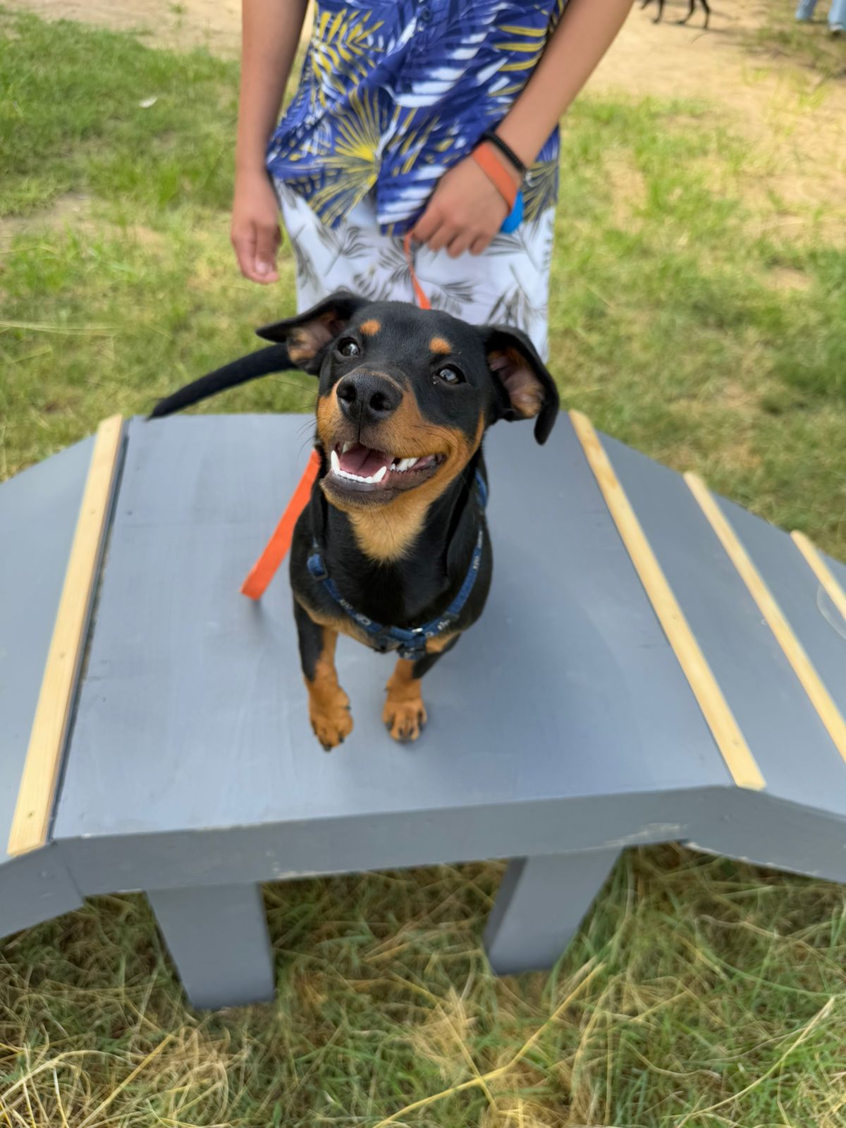 The Thinking Canine - Adult Dog & Puppy Training School | Classes in Johannesburg