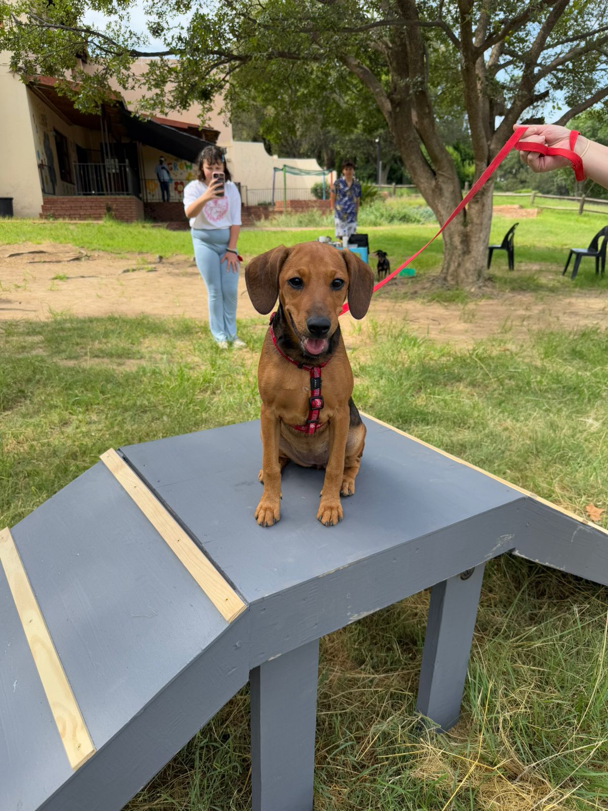 The Thinking Canine - Adult Dog & Puppy Training School | Classes in Johannesburg