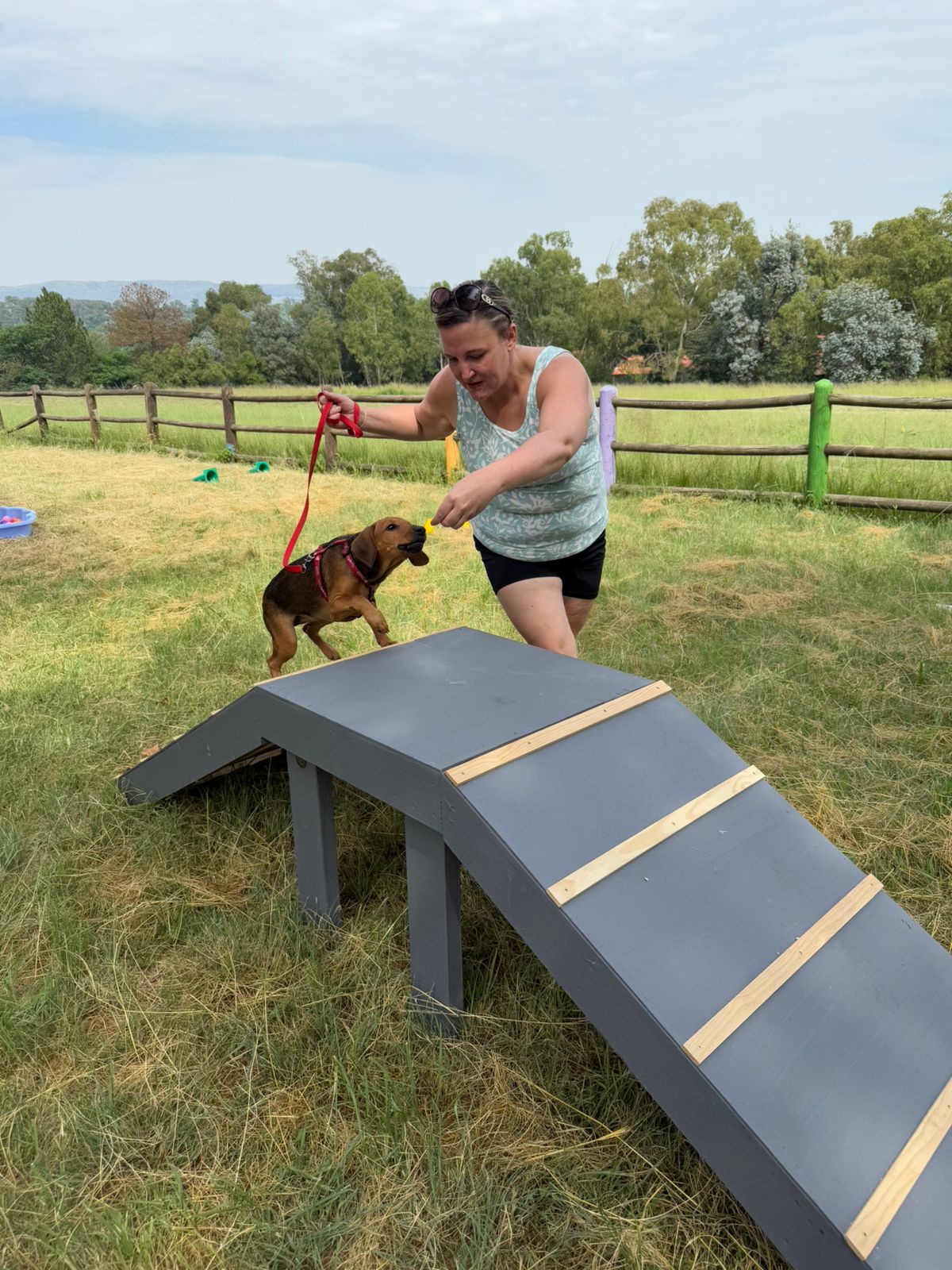 The Thinking Canine - Adult Dog & Puppy Training School | Classes in Johannesburg