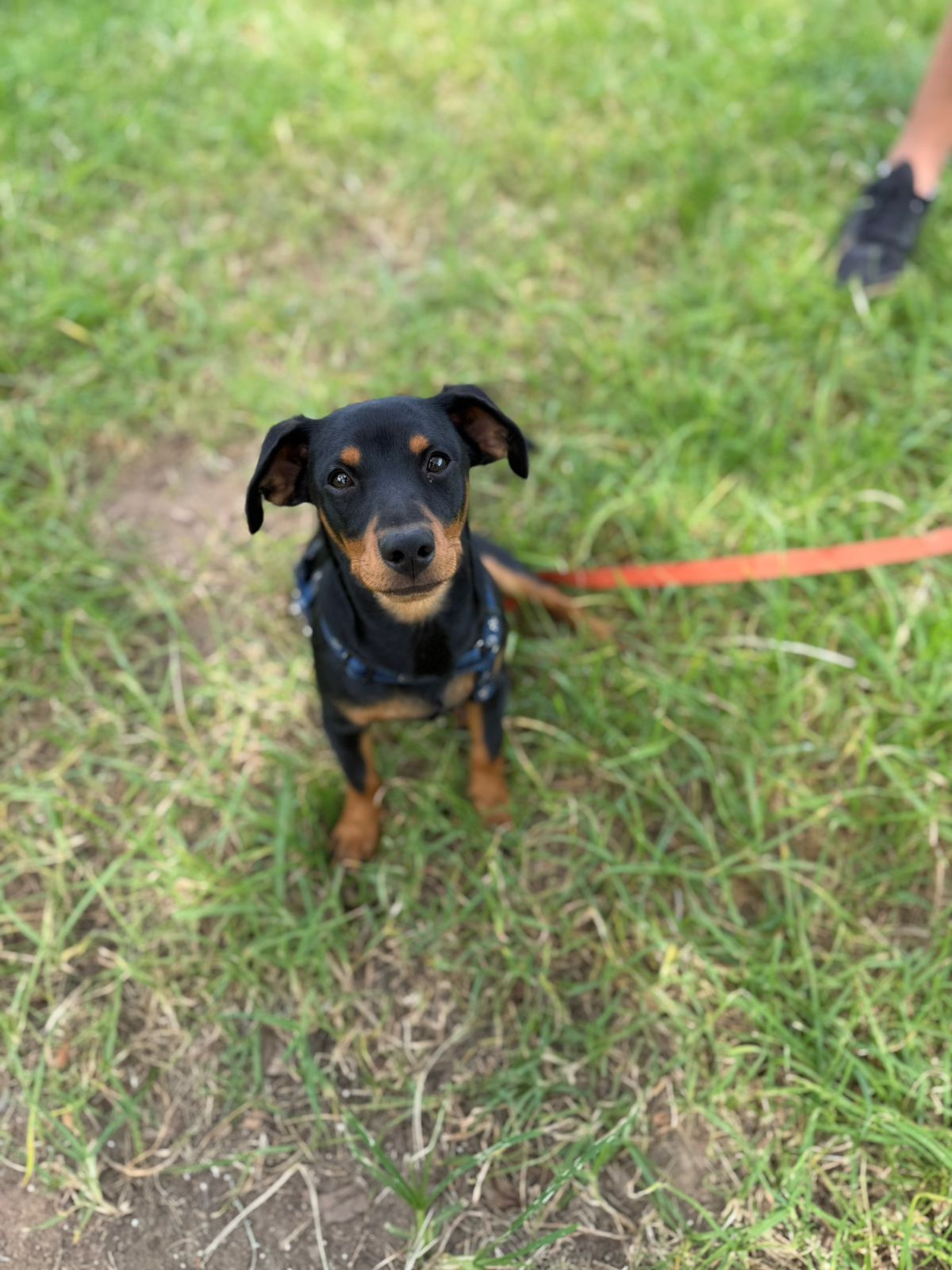 The Thinking Canine - Adult Dog & Puppy Training School | Classes in Johannesburg