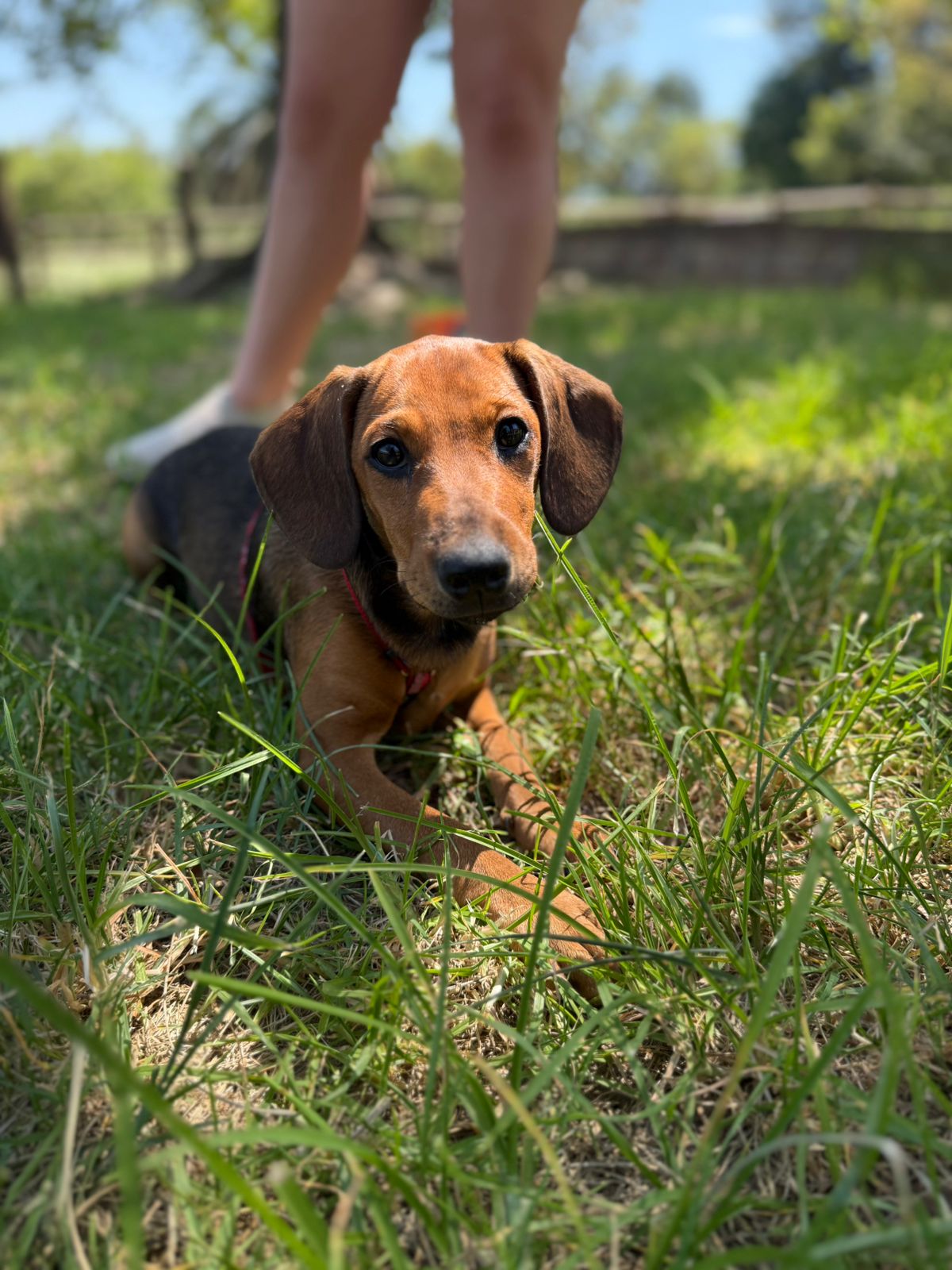 The Thinking Canine - Adult Dog & Puppy Training School | Classes in Johannesburg