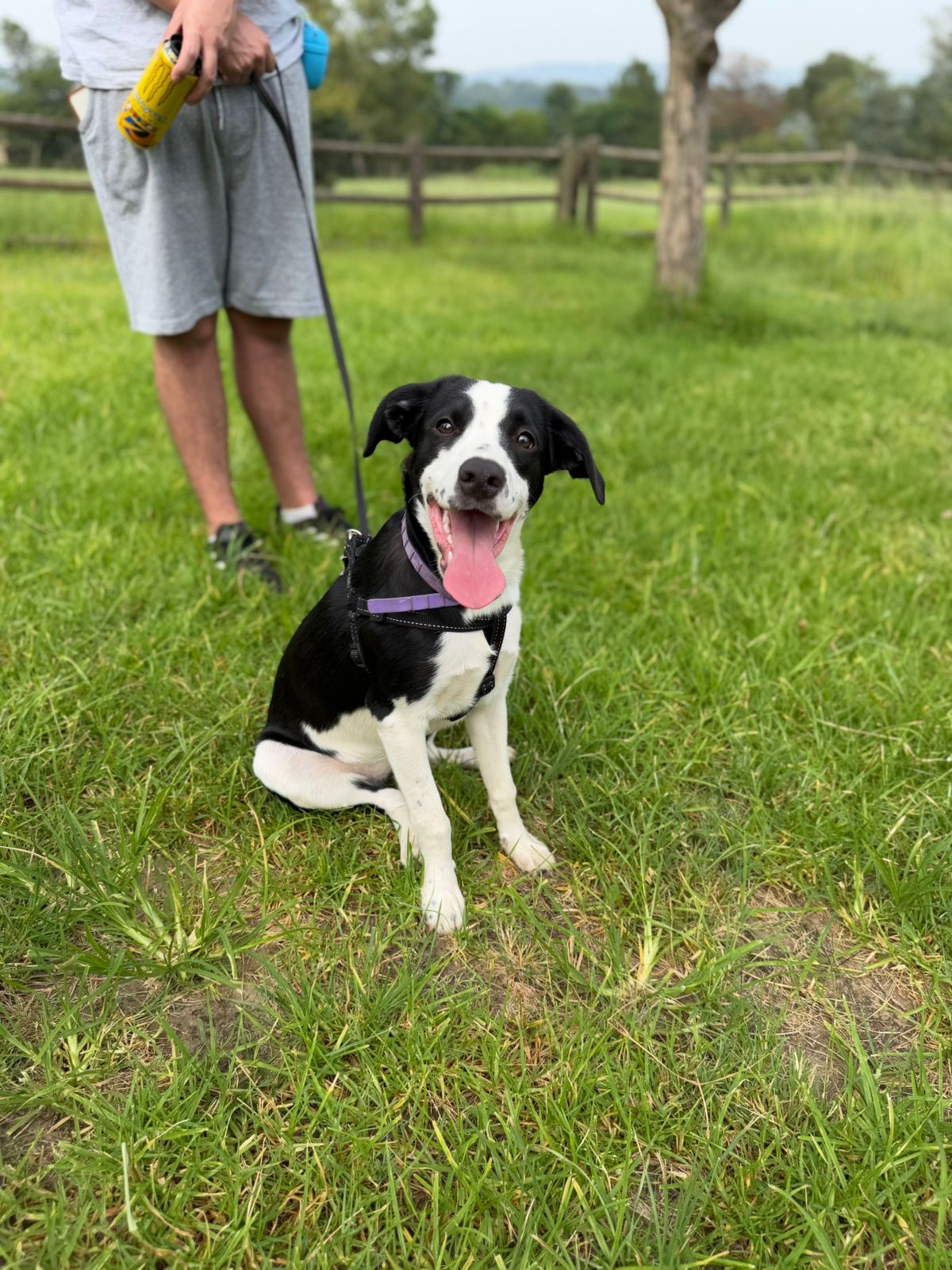 The Thinking Canine - Adult Dog & Puppy Training School | Classes in Johannesburg