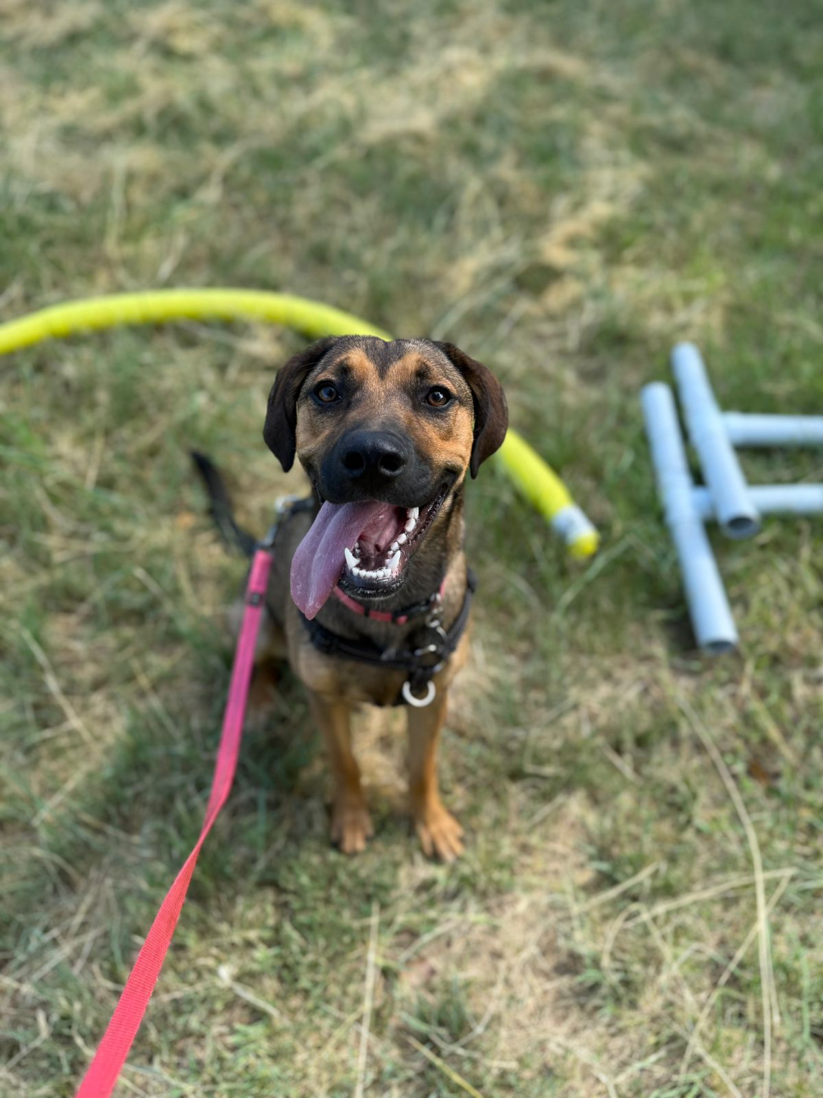 The Thinking Canine - Adult Dog & Puppy Training School | Classes in Johannesburg