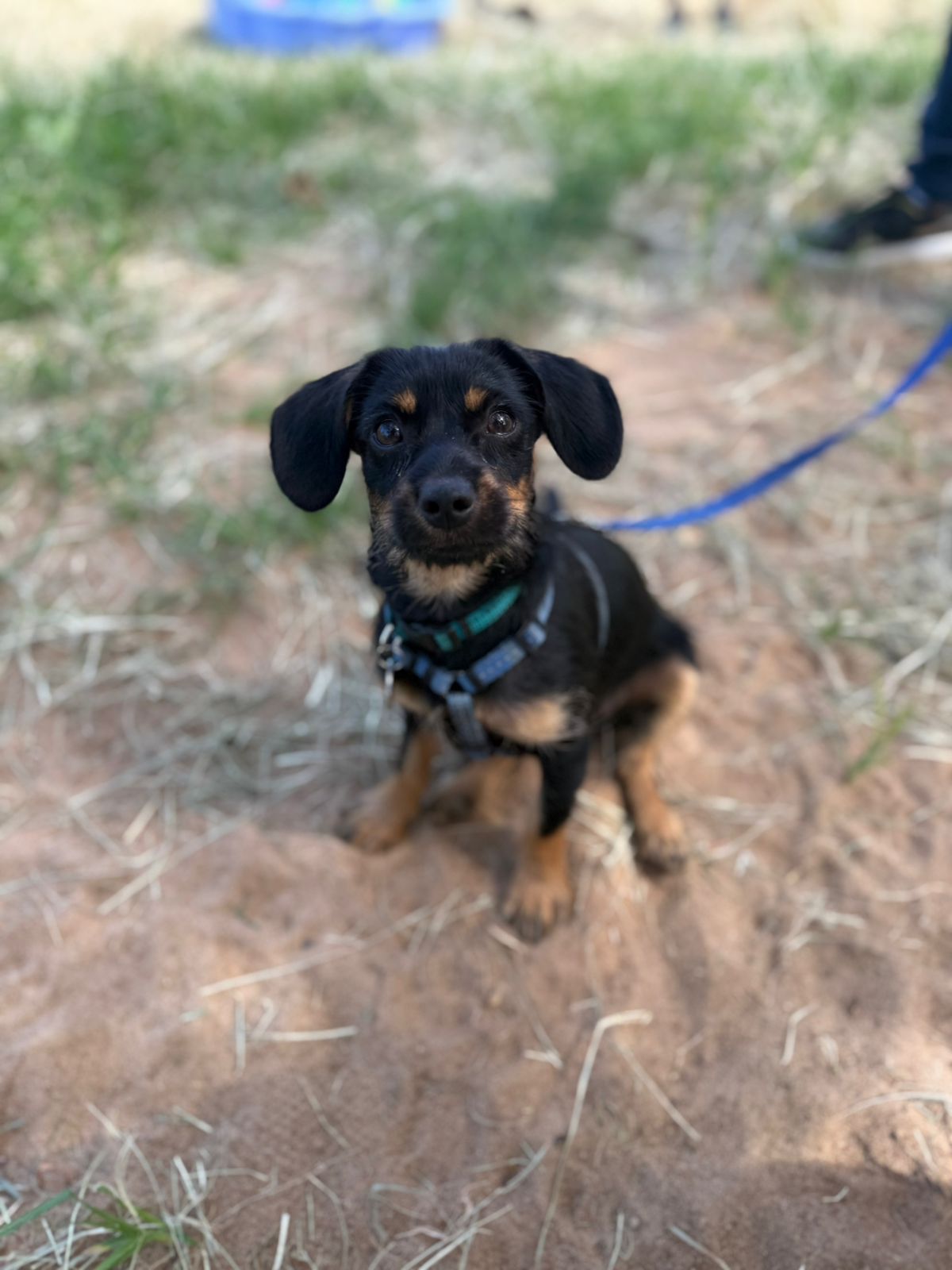 The Thinking Canine - Adult Dog & Puppy Training School | Classes in Johannesburg