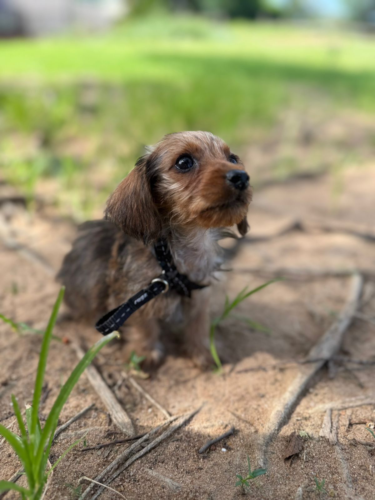 The Thinking Canine - Adult Dog & Puppy Training School | Classes in Johannesburg