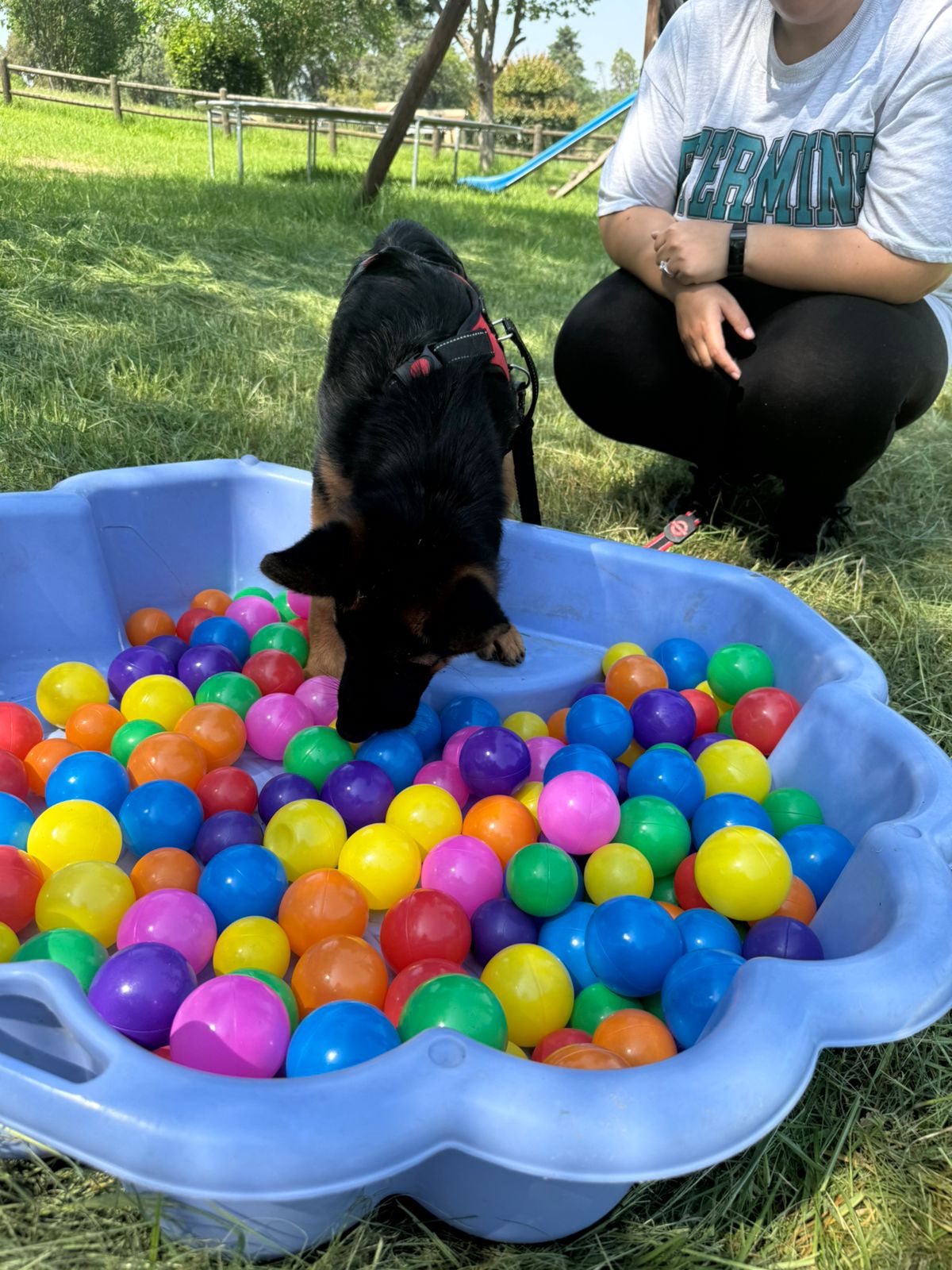 The Thinking Canine - Adult Dog & Puppy Training School | Classes in Johannesburg