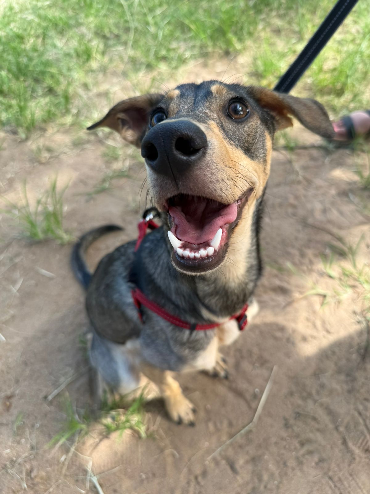 The Thinking Canine - Adult Dog & Puppy Training School | Classes in Johannesburg