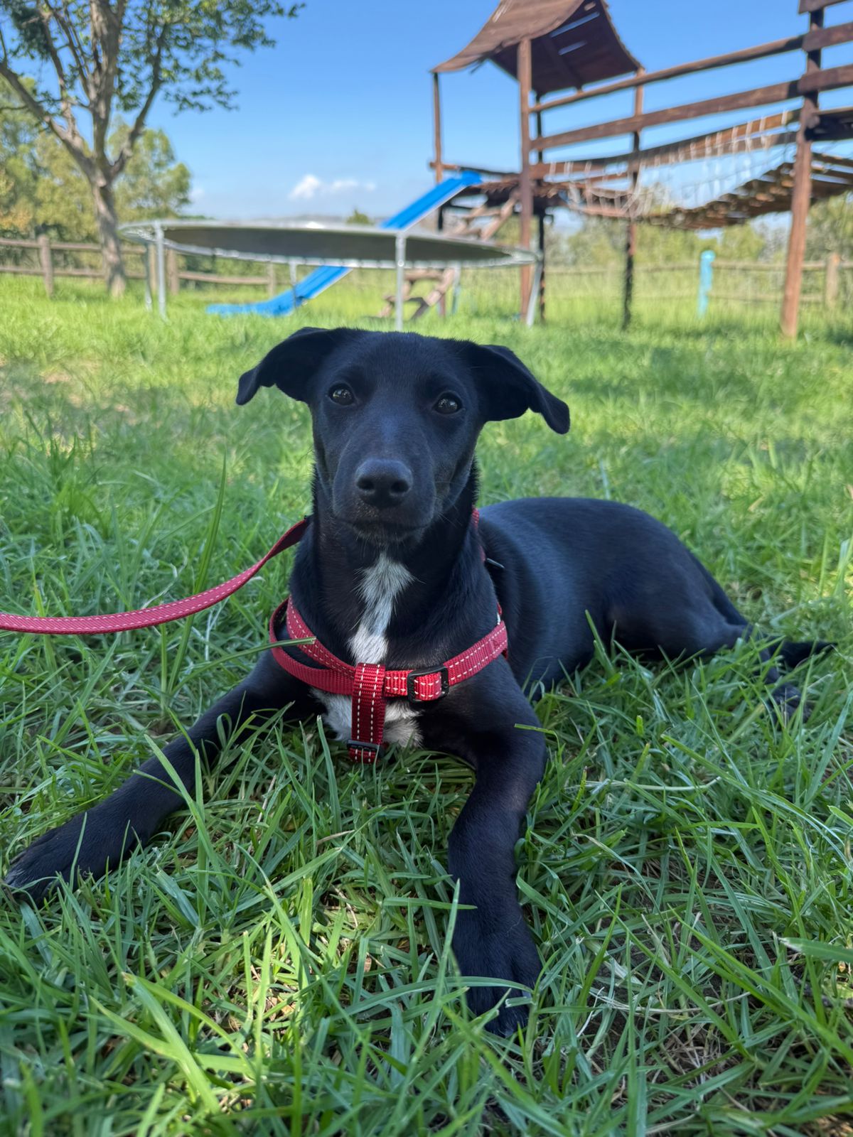 The Thinking Canine - Adult Dog & Puppy Training School | Classes in Johannesburg