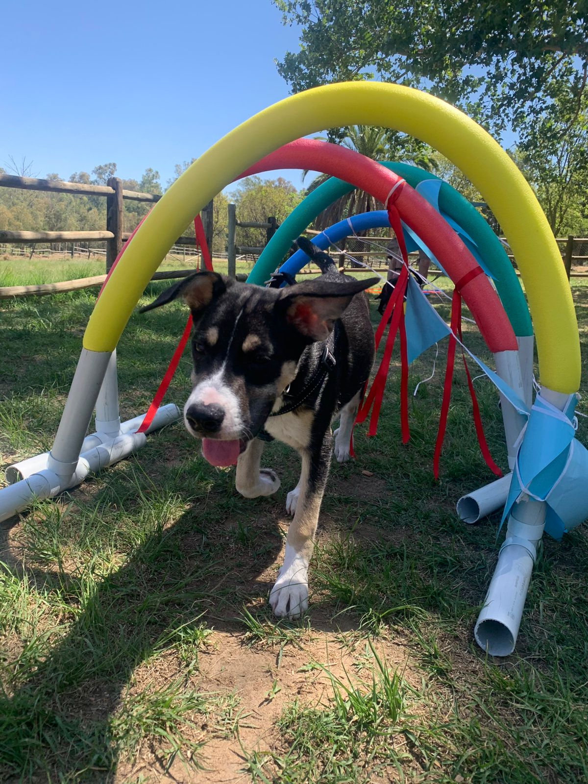 The Thinking Canine - Adult Dog & Puppy Training School | Classes in Johannesburg